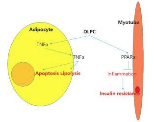 图2 1,2-二亚油酰基-3-SN-磷脂酰胆碱诱导脂解作用示意图.png 图2 1,2-二亚油酰基-3-SN-磷脂酰胆碱诱导脂解作用示意图.png