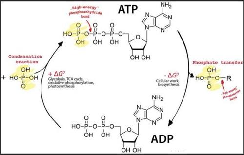 图2 三磷酸腺苷二磷酸腺苷循环.jpg