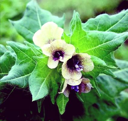 山莨菪碱的应用与研究