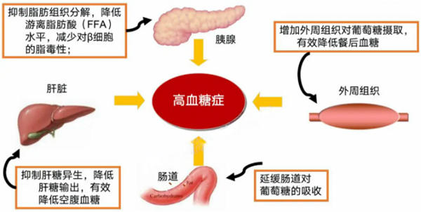 盐酸二甲双胍作用机制 盐酸二甲双胍作用机制