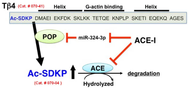 AcSDKP1.jpg AcSDKP1.jpg