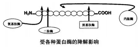 AcSDKP衍生物5.jpg AcSDKP衍生物5.jpg