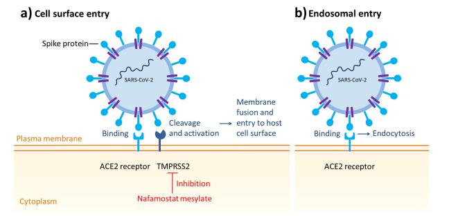 Fig. 2 SARS-CoV-2 entrypathways. ACE2 angiotensinconverting enzyme 2, SARSCoV-2 severe acute respiratorysyndrome coronavirus-2,TMPRSS2 transmembraneprotease serine 2.png Fig. 2 SARS-CoV-2 entrypathways. ACE2 angiotensinconverting enzyme 2, SARSCoV-2 severe acute respiratorysyndrome coronavirus-2,TMPRSS2 transmembraneprotease serine 2.png