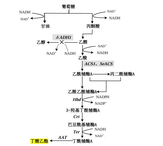 逆β-氧化途径合成丁酸乙酯代谢通路 