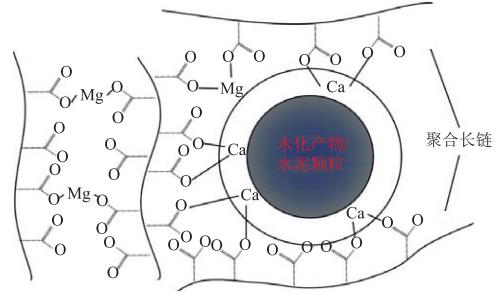 水泥颗粒/水化产物与丙烯酸镁聚合物的交联