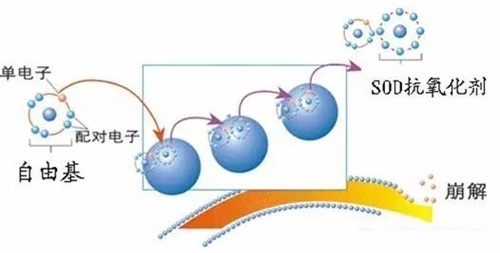 超氧化物歧化酶清除自由基的作用 超氧化物歧化酶清除自由基的作用