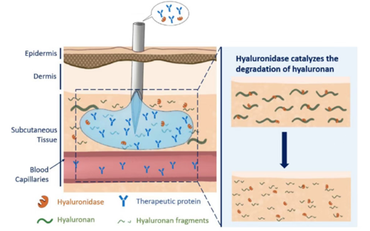 透明质酸酶增强药物吸收