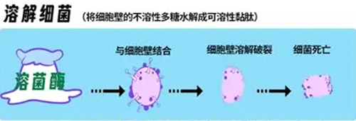 溶菌酶水解细菌细胞壁