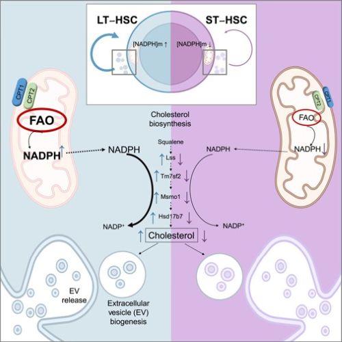 还原型辅酶II(NADPH)四钠盐的简介及相关研究