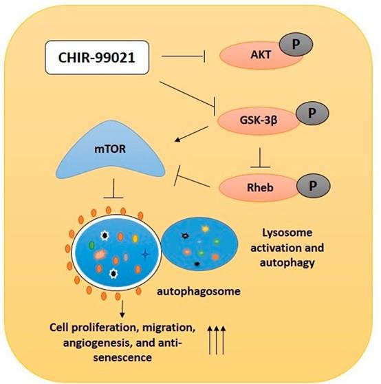 CHIR-99021抑制晚期内皮祖细胞中GSK-3作用的机制示意图