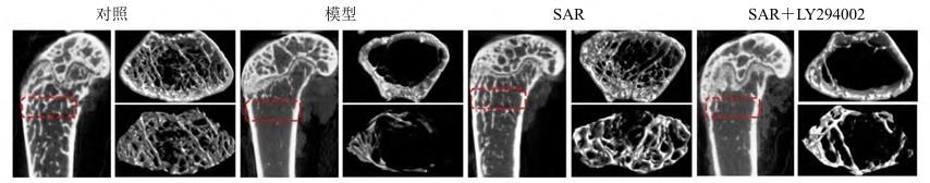 图2 菝葜皂苷元促进骨形成Micro-CT图像.png