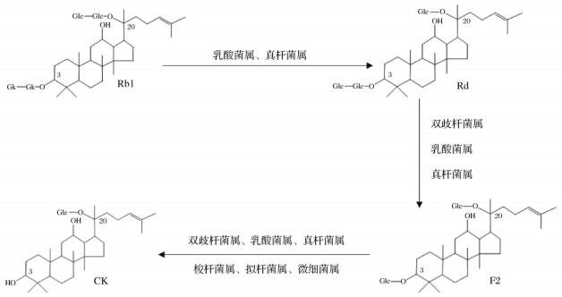人参皂苷Rb1在肠道菌群作用下转化人参皂苷CK的代谢过程