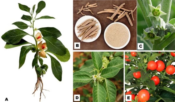 南非醉茄提取物