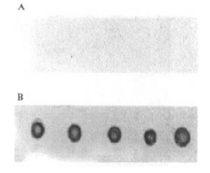 Dot blot检测TRAIL抗体产生的分析