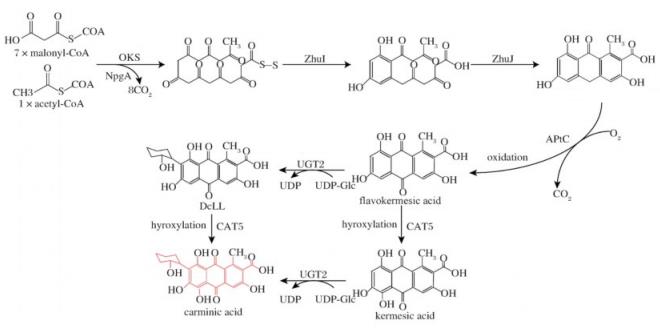 胭脂红酸的生物合成