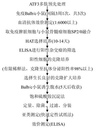图1 ATF3抗体制备基本流程图.png 图1 ATF3抗体制备基本流程图.png