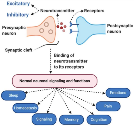 神经递质图.png 神经递质图.png