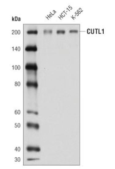 CUTL1抗体的生物背景与稀释方法