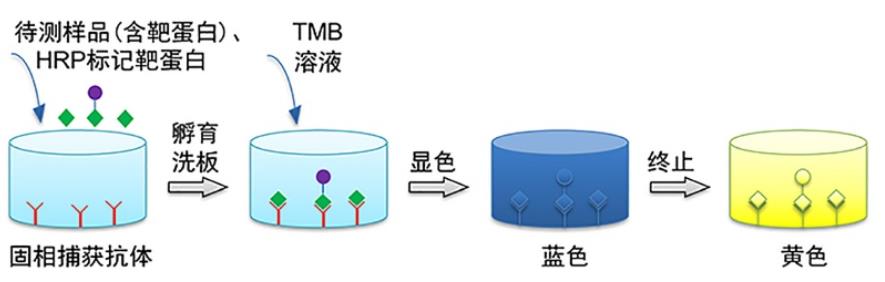 人皮质醇(CORTISOL)ELISA KIT的特点及检测原理