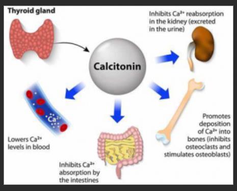 图1 人降钙素(CT)Elisa试剂盒作用机制.png