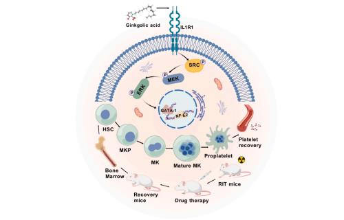 银杏酸调节MK分化和血小板生成的示意图.png 银杏酸调节MK分化和血小板生成的示意图.png