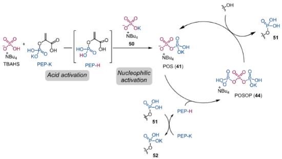 磷酸烯醇丙酮酸单钾盐催化醇类磷酸化反应的机制.png 磷酸烯醇丙酮酸单钾盐催化醇类磷酸化反应的机制.png
