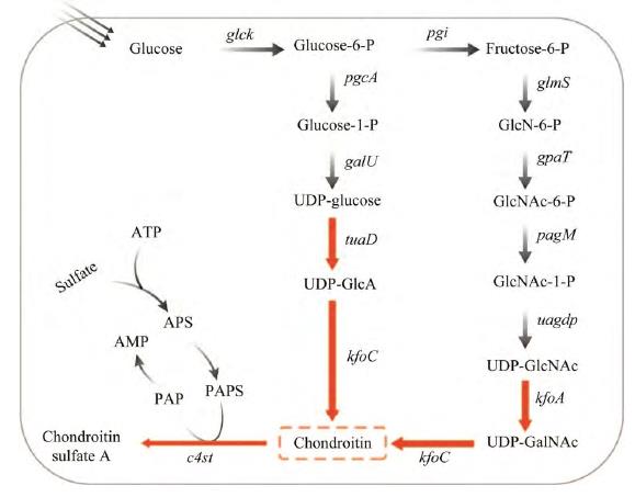 硫酸软骨素A生物合成路径