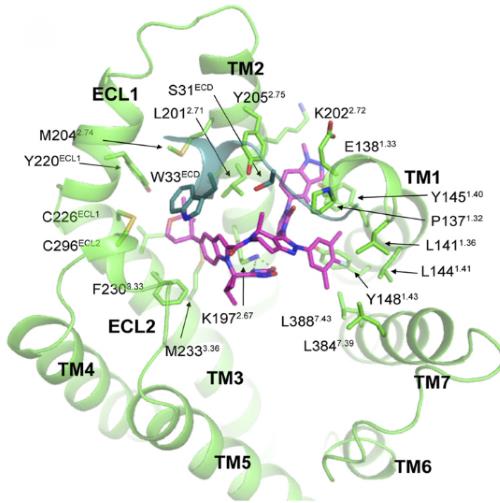 GLP-1 receptor agonist 1的药理机制图.png