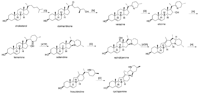 CYCLOPAMINE biosynthesis CYCLOPAMINE biosynthesis