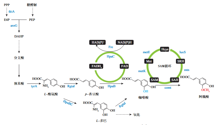 阿魏酸生物合成途径 阿魏酸生物合成途径