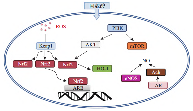 阿魏酸抗氧化作用的分子信号通路 阿魏酸抗氧化作用的分子信号通路
