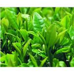 Green Tea Extract; (-)-Epigallocatechin gallate EGCG