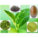 Green Tea Extract; (-)-Epigallocatechin gallate EGCG