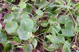 Article illustration