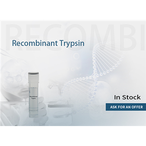 Recombinant Trypsin lyophilized powde