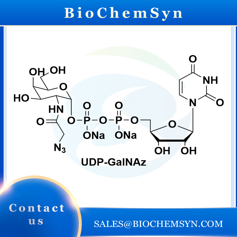 UDP-GalNAz; Uridine 5’-diphospho-N-acetylazidogalactosamine disodium salt
