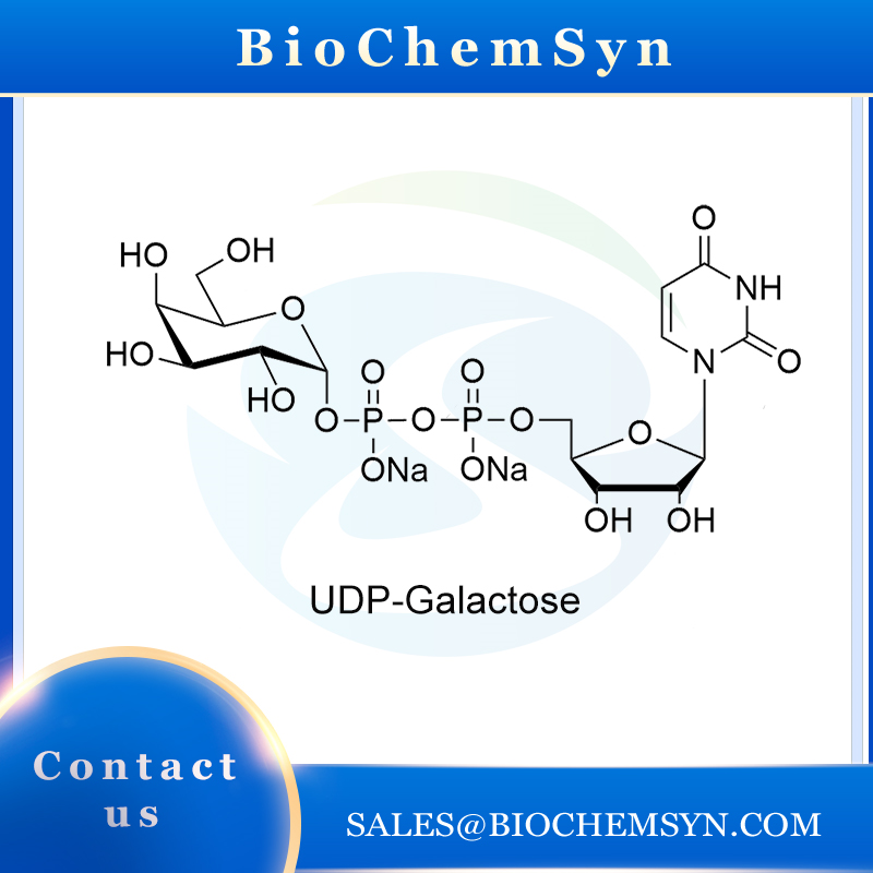 UDP-Galactose