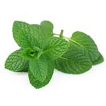 89-78-1 Menthol