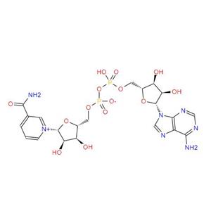 β-Nicotinamide adenine dinucleotide