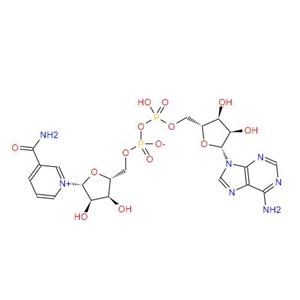 β-Nicotinamide adenine dinucleotide