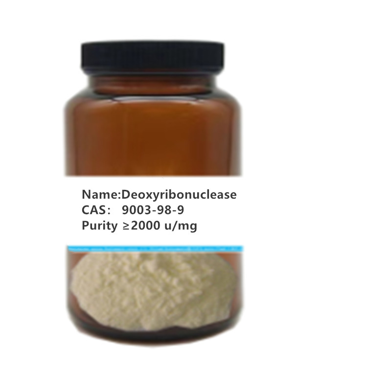 Deoxyribonuclease I from bovine pancreas