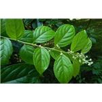 Tripterygium wilfovdii extract; Common Threewingnut Root Extract