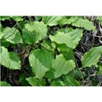 Smilax root extract; Smilax china root extract