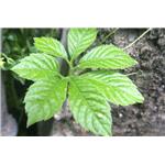 GYNOSTEMMA PLANT EXTRACT；GYPENOSIDES 