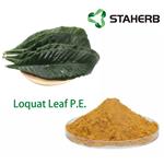Loquat Leaf P.E. pictures