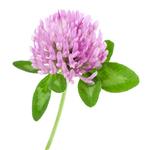 Red clover extract