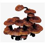 Ganoderma lucidum polysaccharides pictures