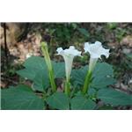 Scopolamine hydrobromide; Flos?daturae extract