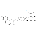 Uridine pyrophosphoglucuronic acid