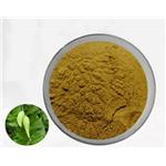 Gymnema sylvestre extract pictures